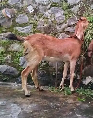 kambing potong betinaan 30kiloan siap nazar sedekahan hajatan syukuran