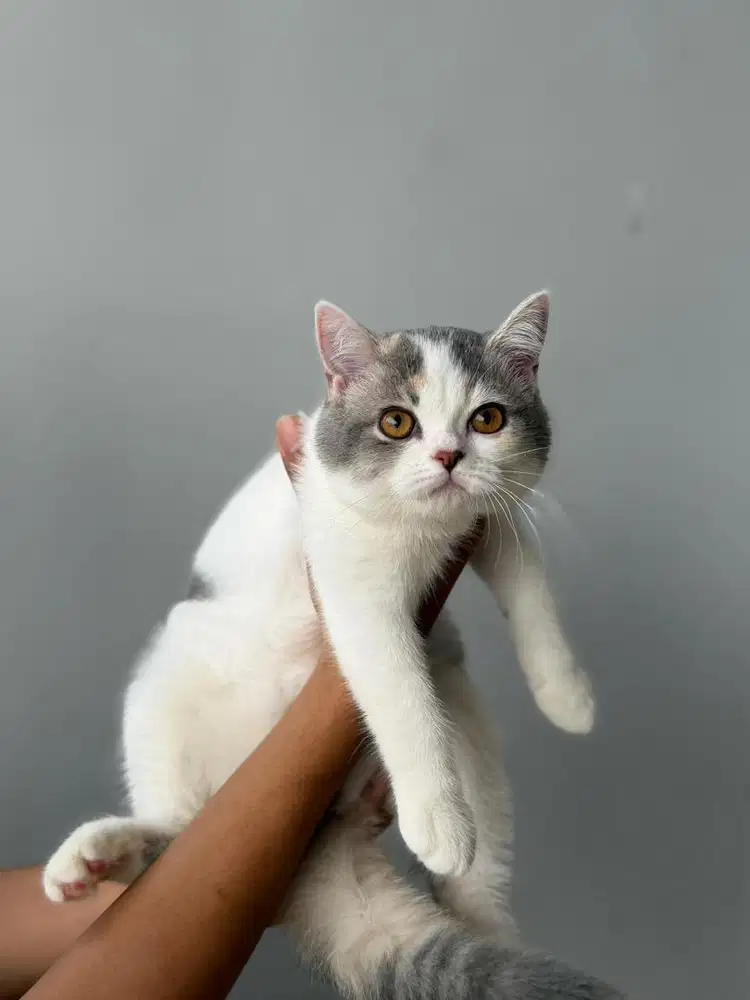 Kucing British Shorthair Calico Dilute FEMALE BSH SF