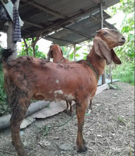 kambing potong betinaan 30kiloan siap nazar hajatan sedekahan syukuran