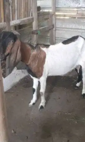 kambing potong betinaan 30kiloan siap nazar hajatan sedekahan syukuran