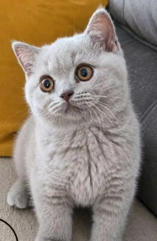 Kucing british shorthair bsh british shorthair
