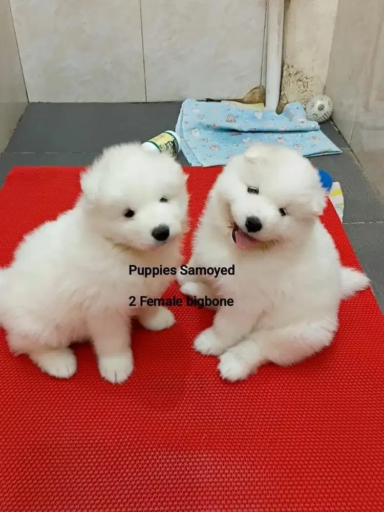Jual anjing puppies samoyed