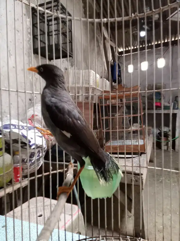 Burung jalak hitam