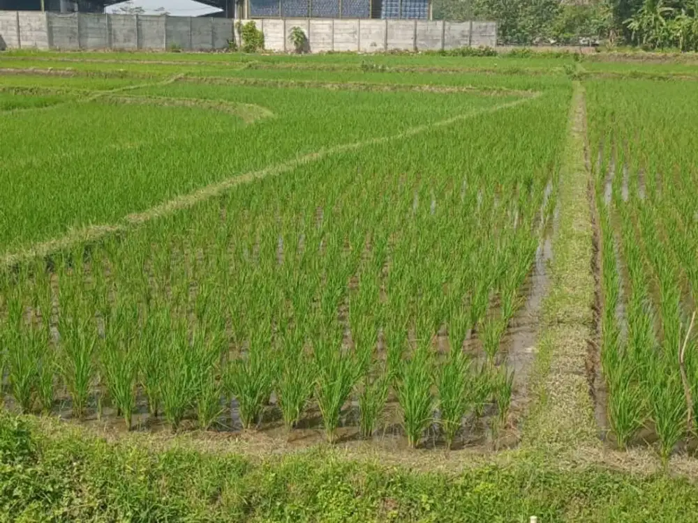 Dijual Tanah (Sawah) di Tasikmalaya