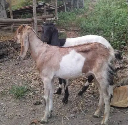kambing betinaan 30kiloan siap potong nazar hajatan sedekahan syukuran