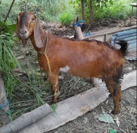 kambing betinaan 30kiloan siap potong hajatan nazar sedekahan syukuran