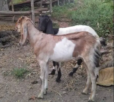 kambing betinaan 30kiloan siap potong hajatan nazar sedekahan syukuran