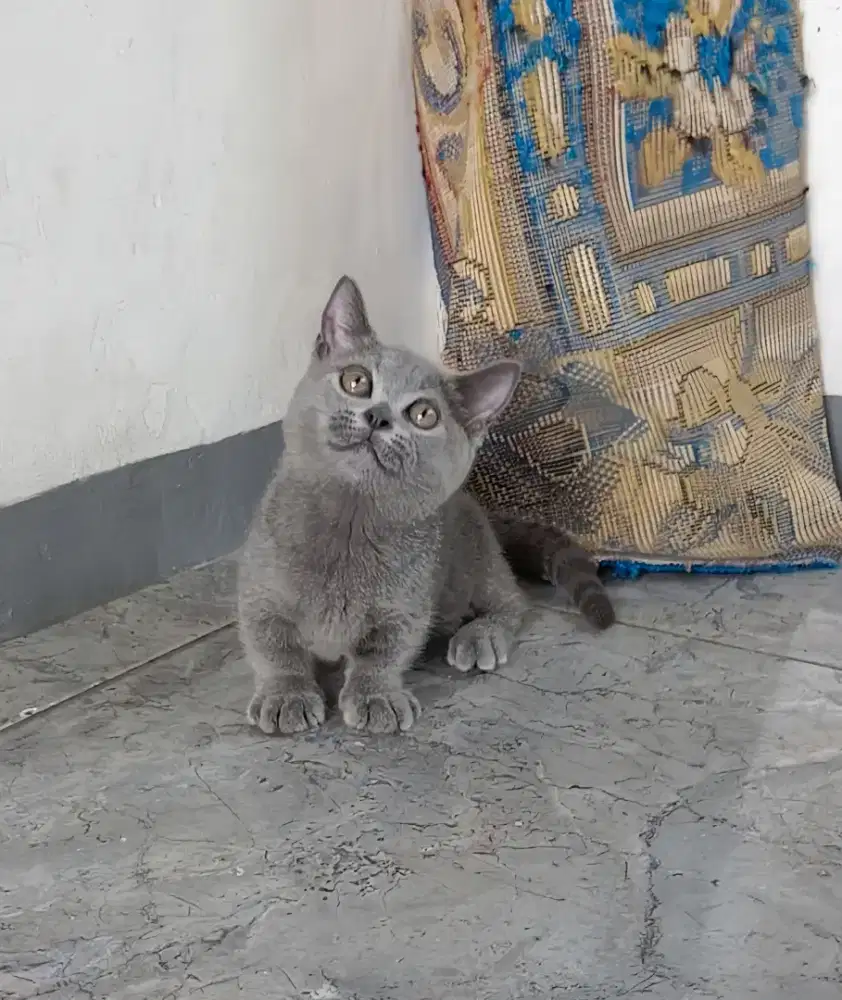 MUNCHKIN BSH FEMALE