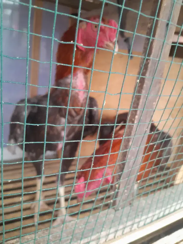 Jual ayam adu birkok