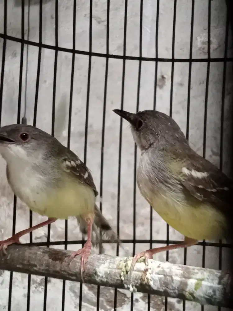 Burung cisem & ciwah