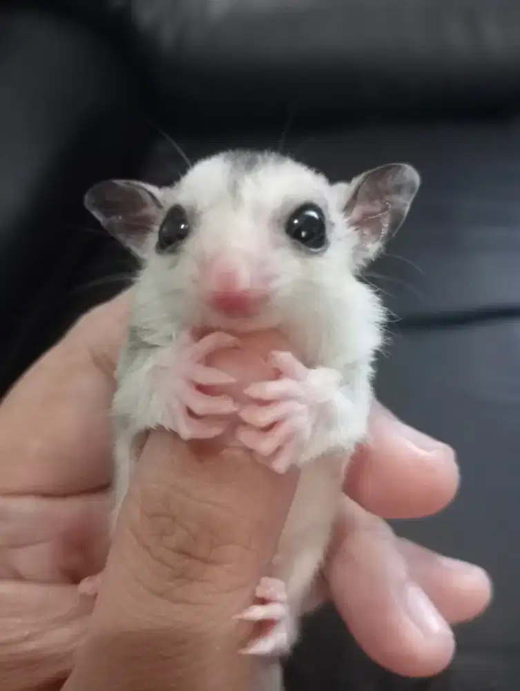 Sugar glider Joey mozaik marble