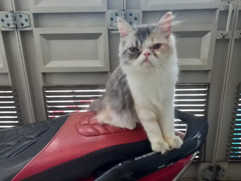 Kitten peaknose betina 3 warna