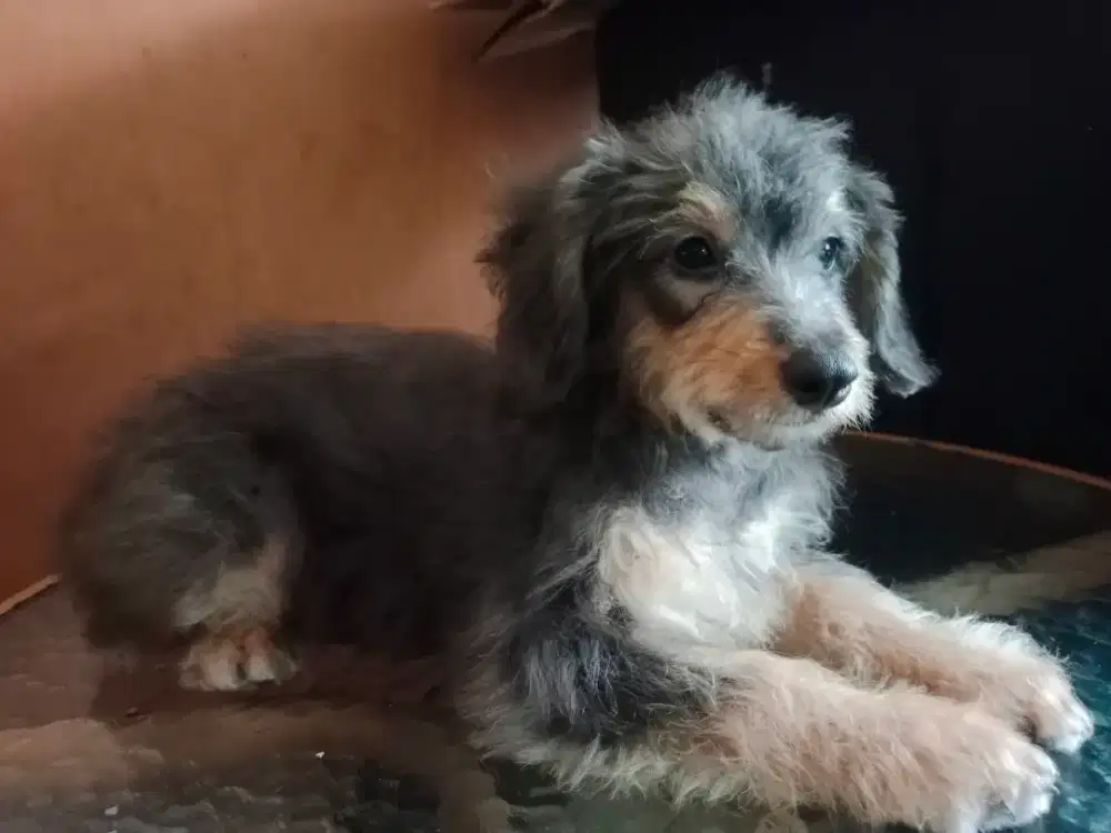 Poodle Mix ras kecil 2kg