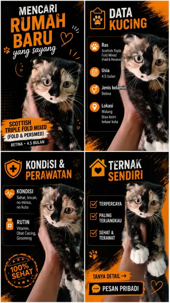 Scottish Triple Fold Mixed Betina 4.5 bulan
