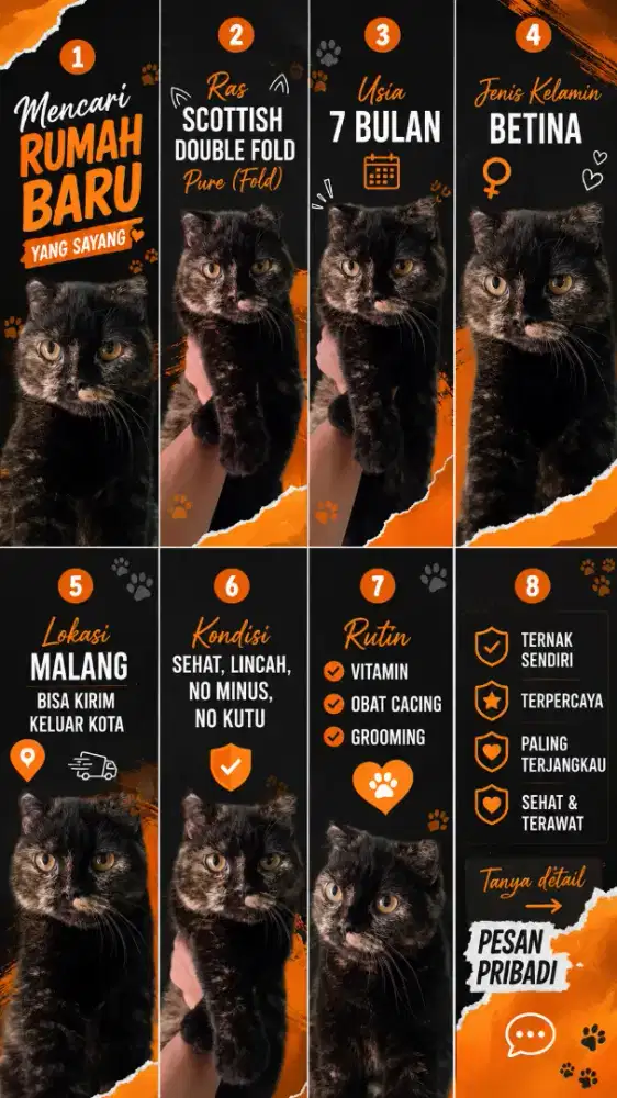 Kucing scottish fold pure betina 7 bulan