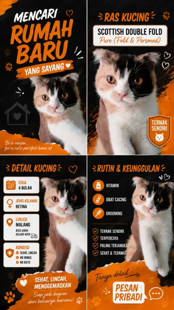 Kucing scottish fold mixed betina 4 bulan
