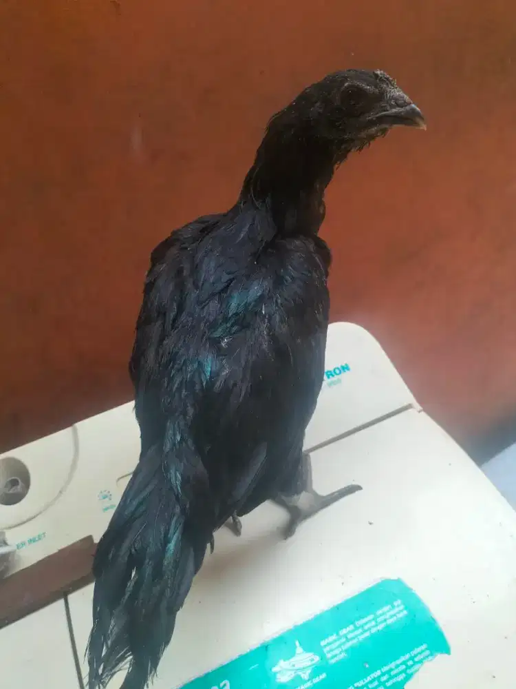 Ayam cemani hitam full sepasang usia 3 bulan