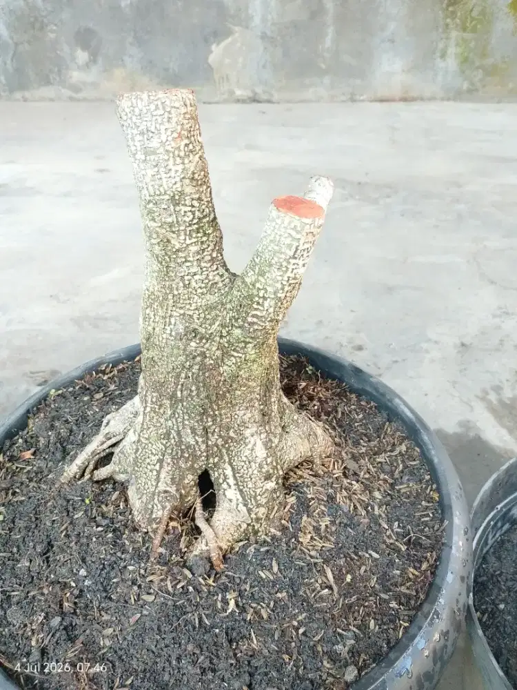 Bahan bonsai prospek