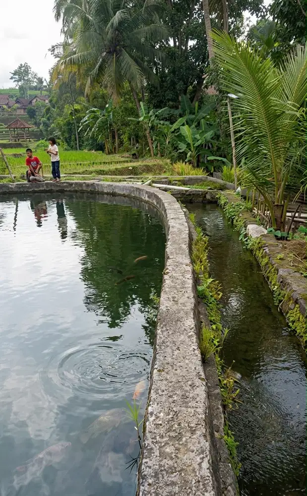 Lahan Tambak Jual Cepat