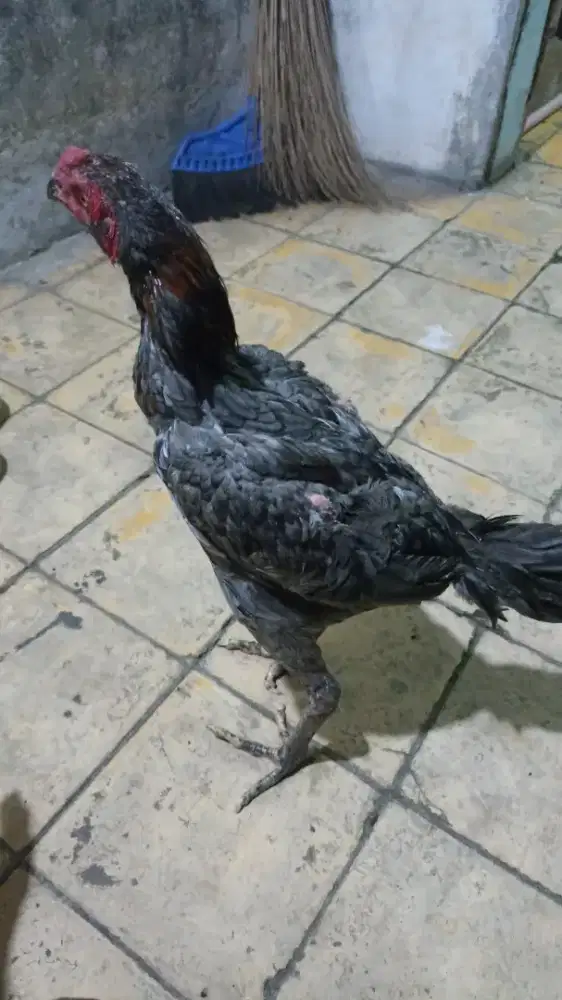 Ayam black bull