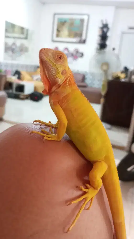 Iguana Red Albino Calon Pedesss