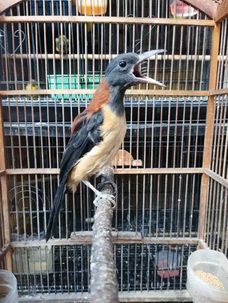 pitohui sorong papua