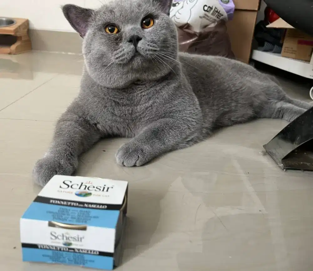 Lepas Adop Kitten British Shorthair