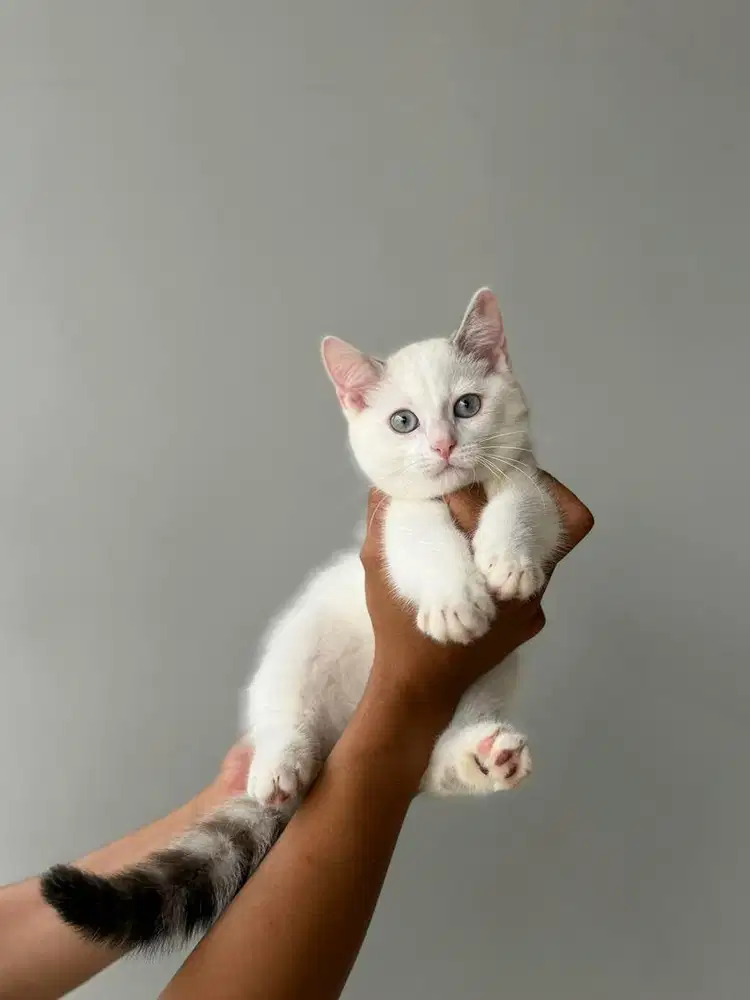 Kucing Munchkin British MALE BSH SF