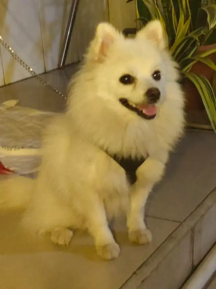 Anjing Jantan Pintar Pomeranian