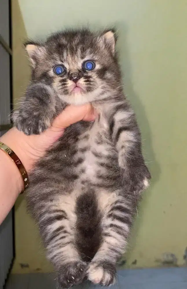 Lepas Adopsi Kucing persian 2,5 bulan