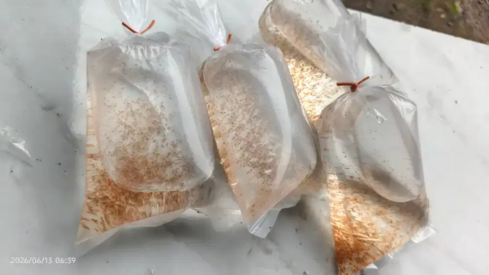 Kutu air dapnia magna