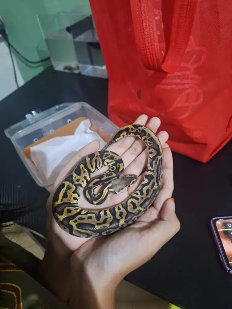 Dijual Ballphython Leopard Pastel Het Clown Female