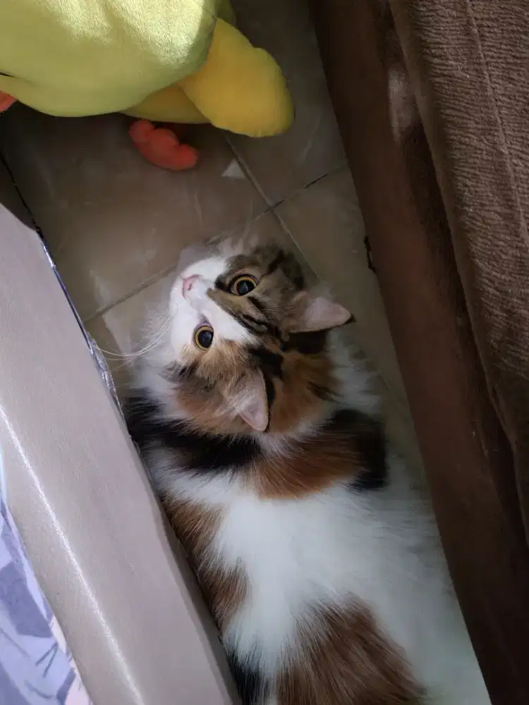 Dijual kucing persia betina