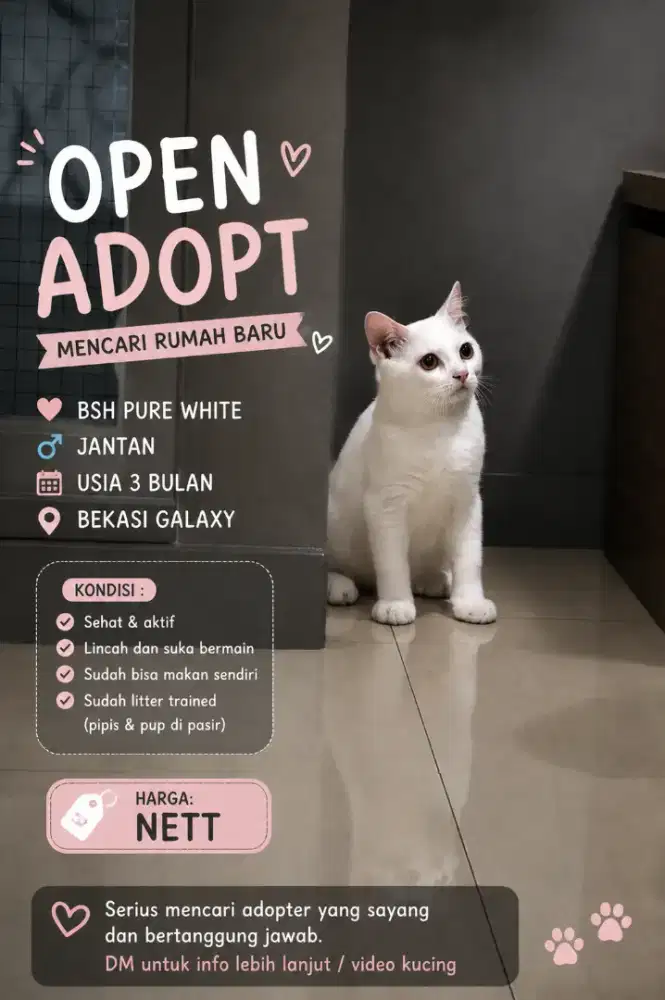 Bsh white jantan