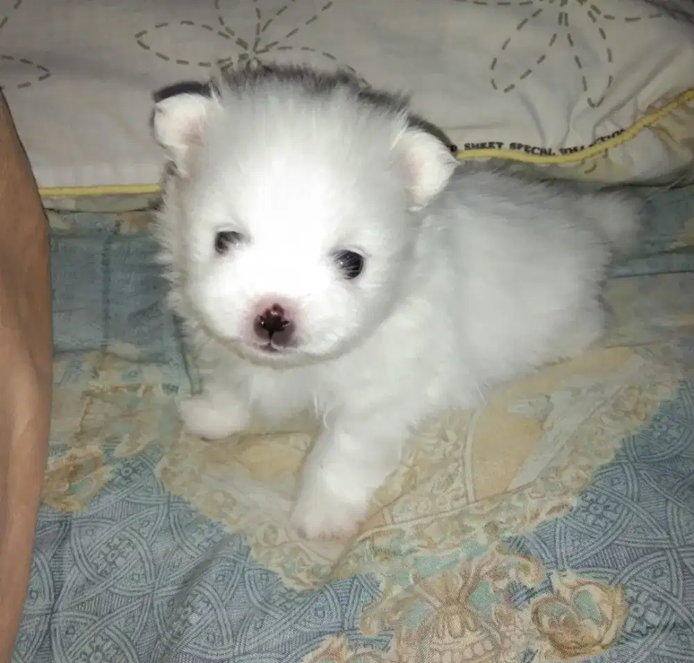 Anak Anjing Minipom Jantan Snow White