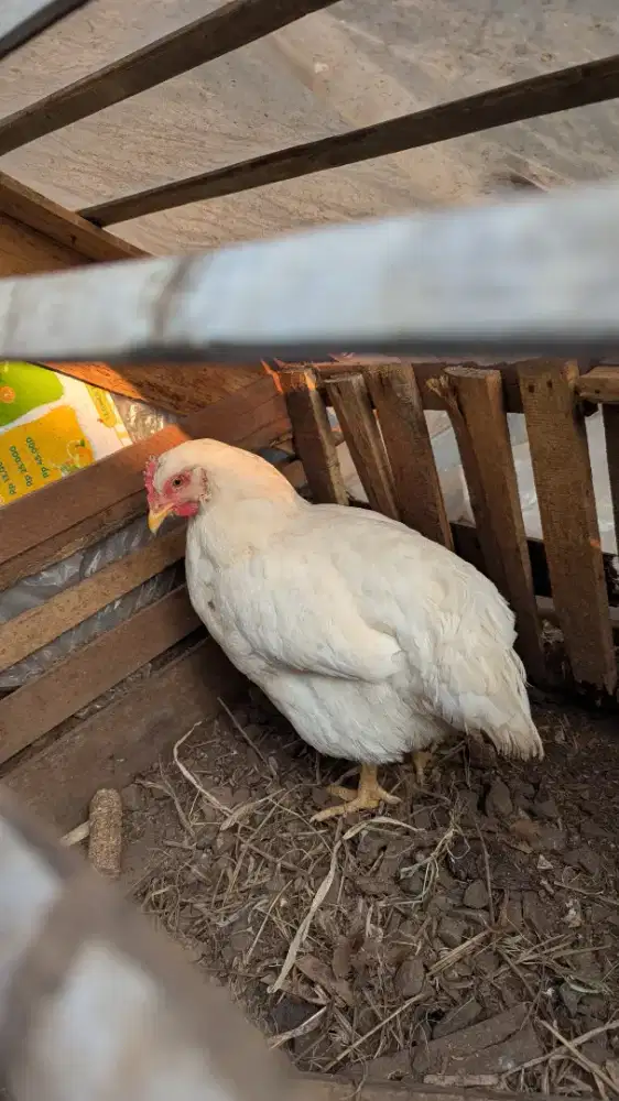 Dijual 4 ekor ayam petelur