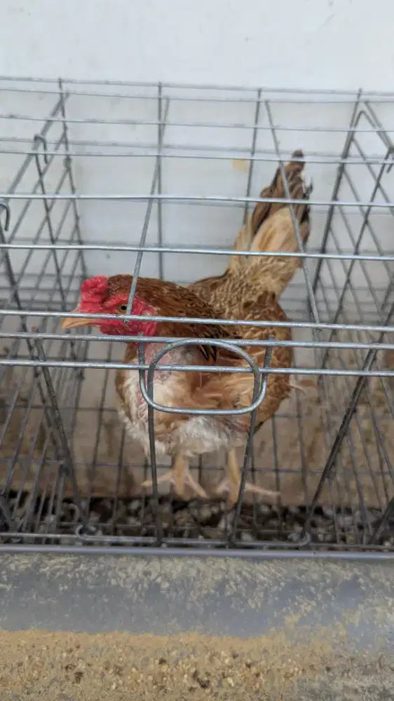 Dijual 2 ekor ayam petelur