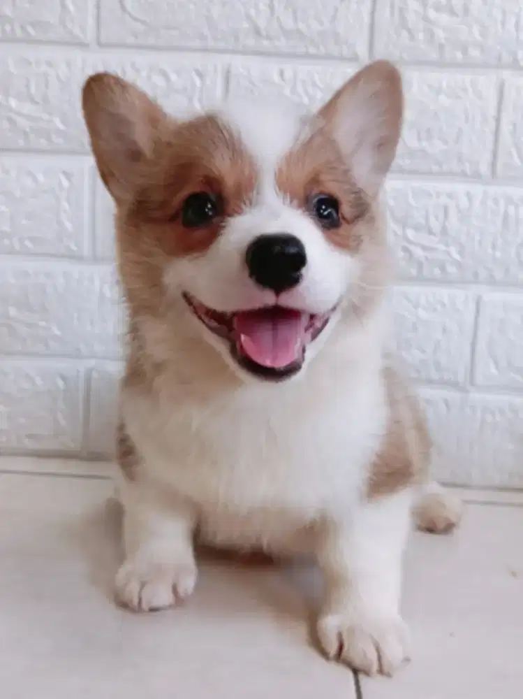Jual Corgi Betina