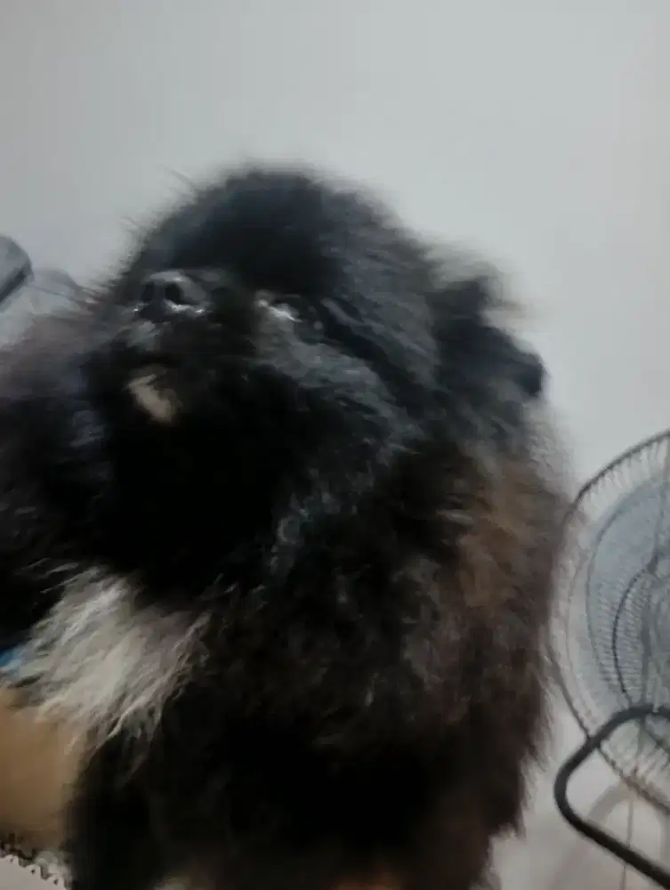 Sale super mini pom jantan 1 thanan