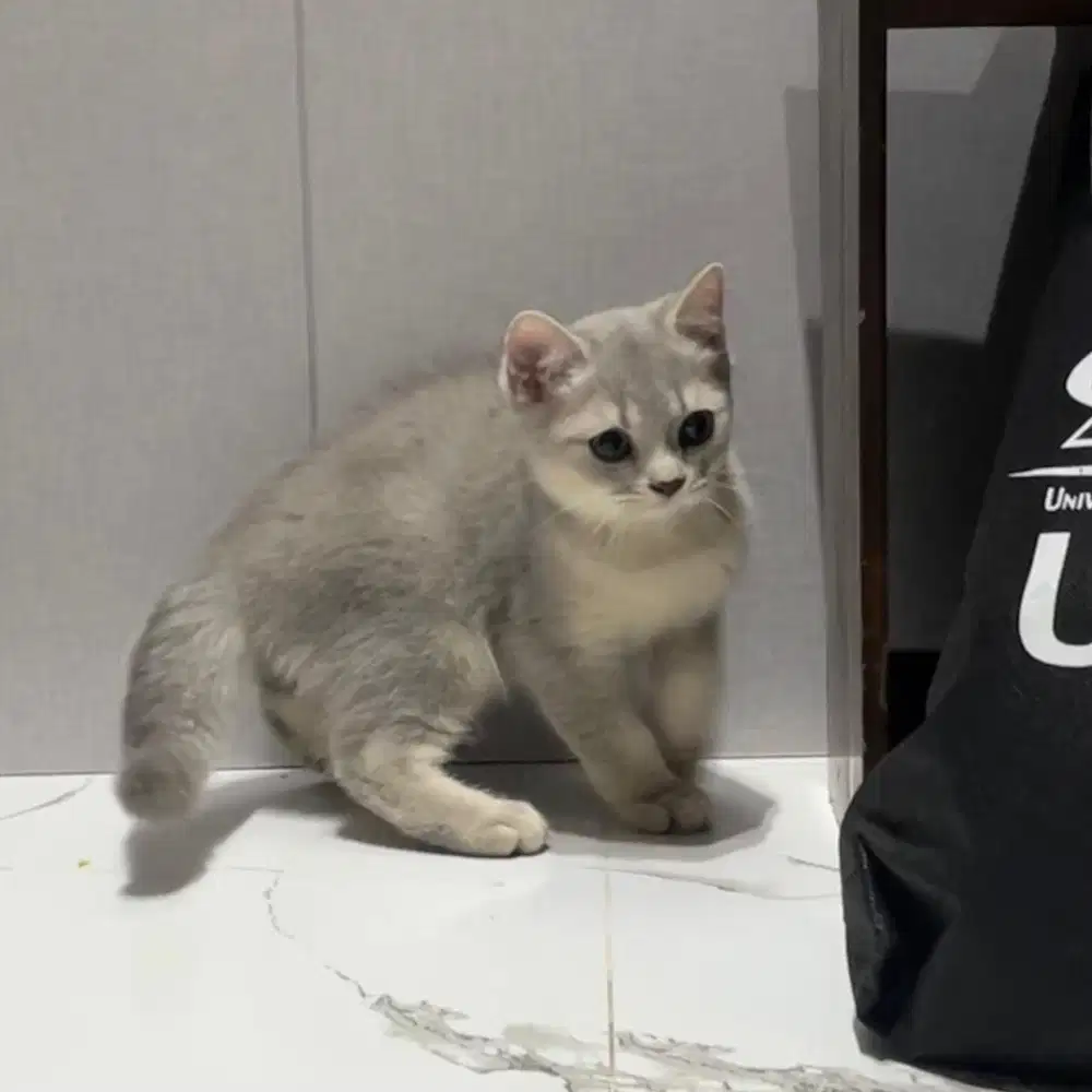 Kucing British shorthair BSH Kitten