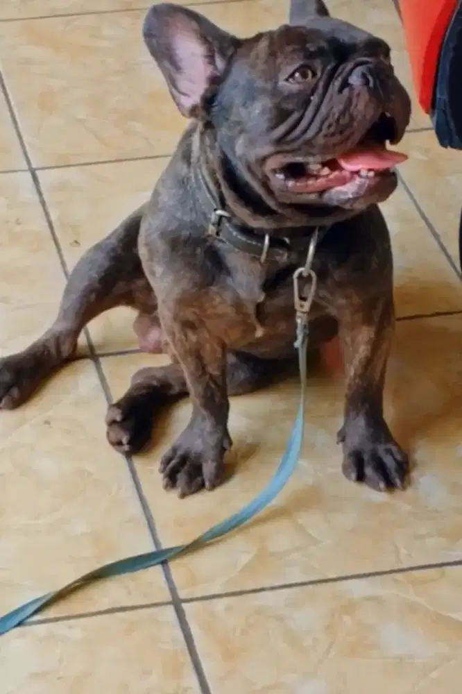 French bulldog jantan