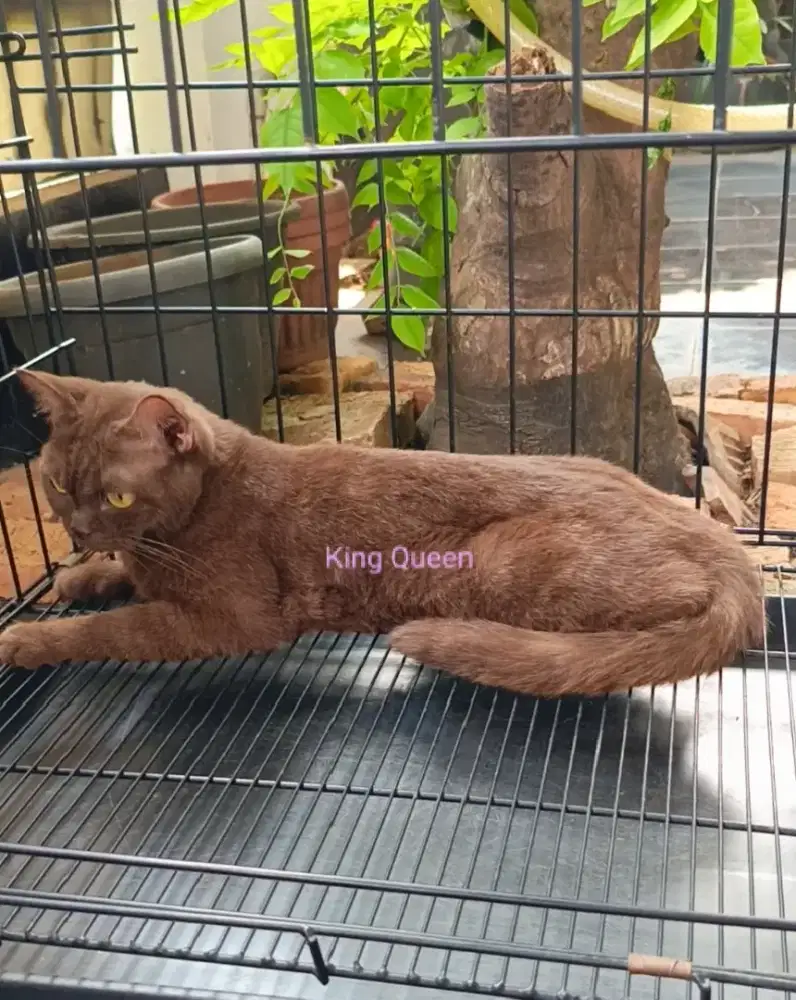 Kucing British Shorthair BSH Cinnamon / Choco Betina Proven Non Ped
