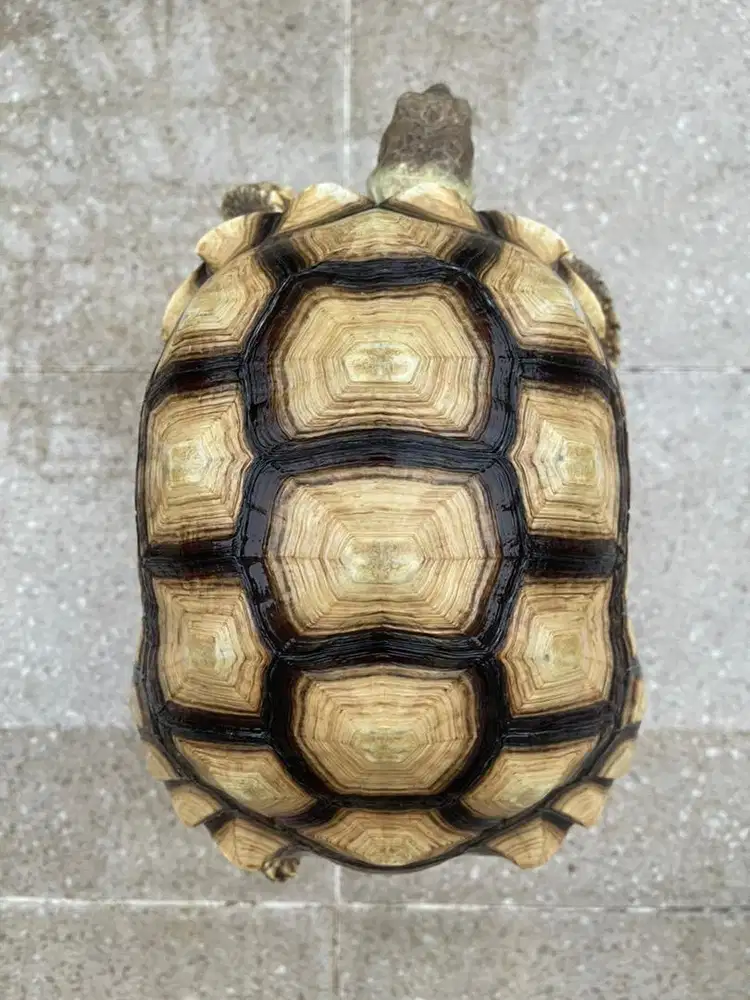 Sulcata Cerah Smooth Size 24cm