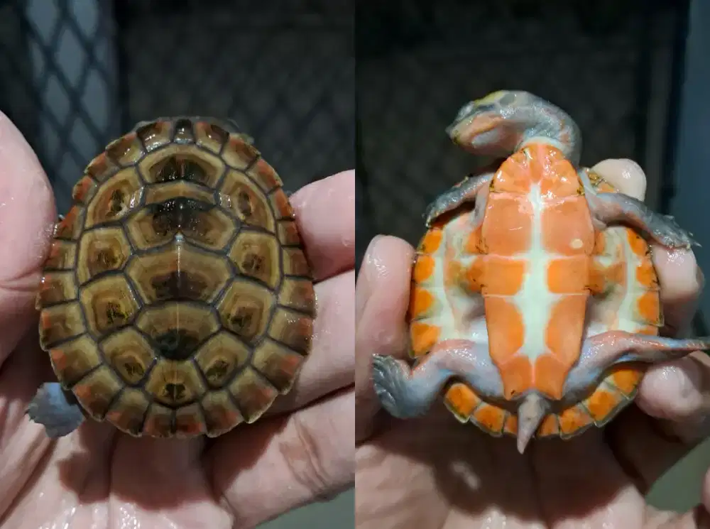 Damer dan yb x venusta, bukan kura brazil atau res