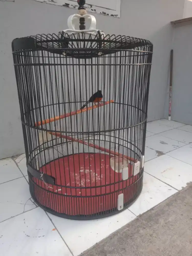 Burung murai batu Medan gacor