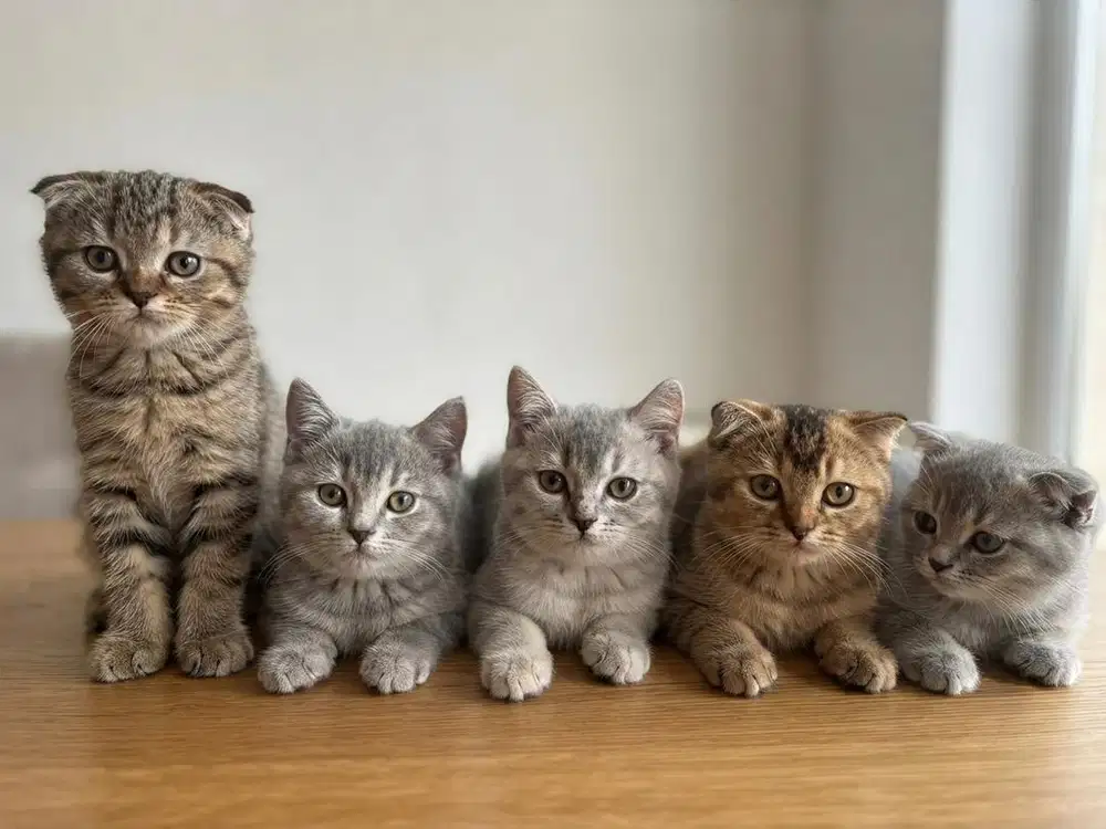 Kucing British X Sf