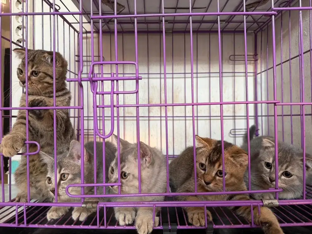 Kucing British X Sf Real