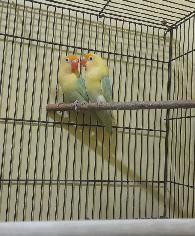 Lovebird PB Pied Sepasang Siap Produksi
