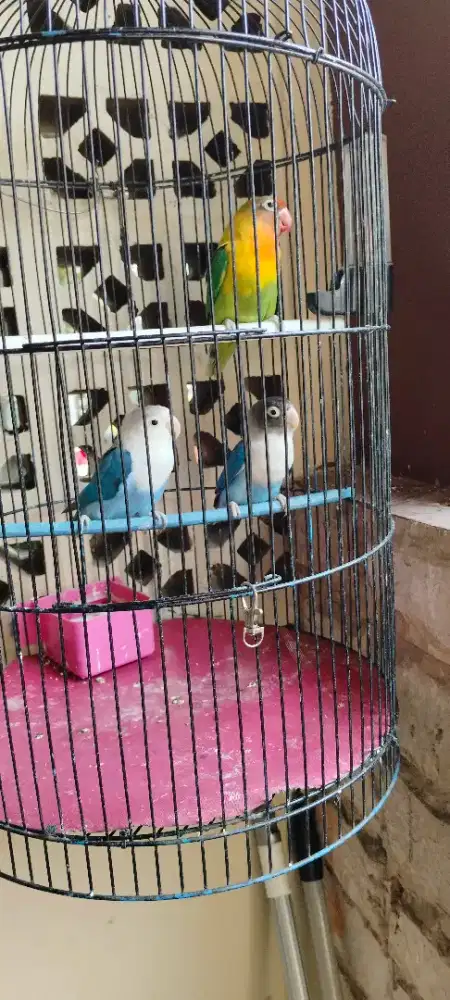 Lovebird 3 ekor , yg satu udh pasangan