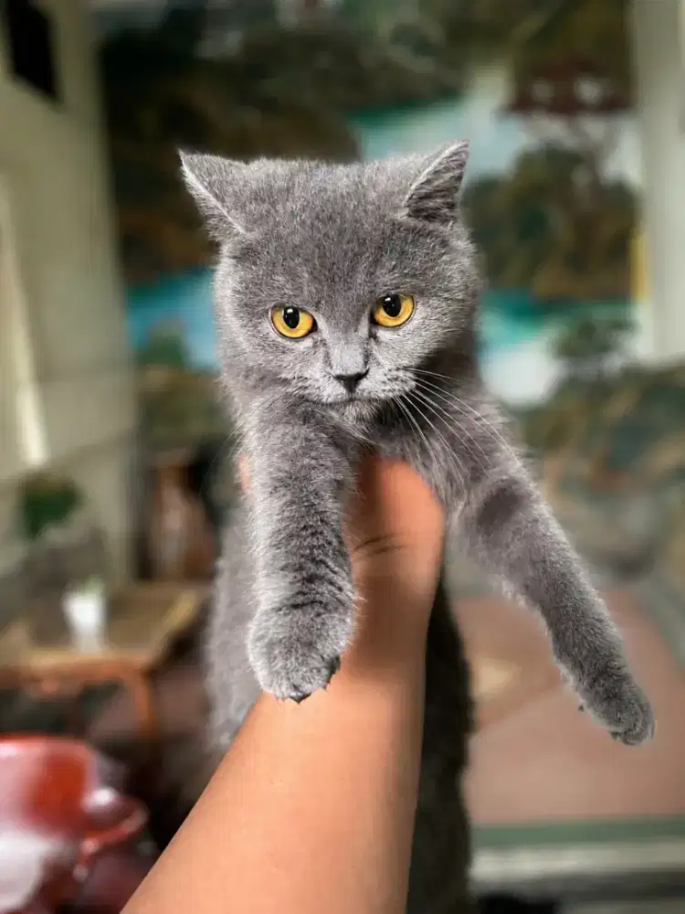 Kucing BSH BETINA